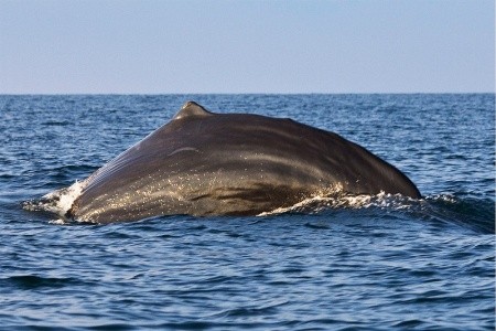 Přírodní bohatství Srí Lanky