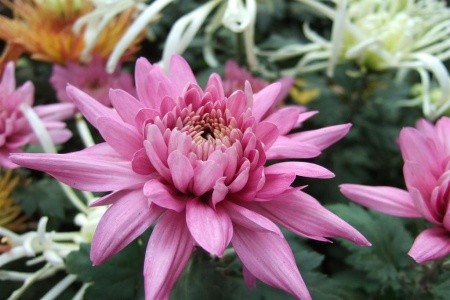 Výstava kvetov a záhrad Tulln