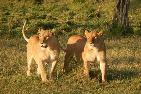 Keňa – z Nairobi do Mombasy národnými parkami