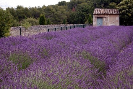 Provence ve stopách Van Gogha: Historie, umění a krásy pobřeží