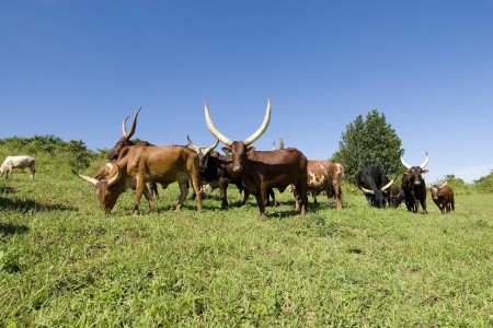 Okruh Ugandou s pozorováním horských goril a návštěvou národních parků.
