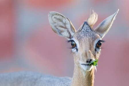 Safari v krajině červených slonů a pobyt u moře