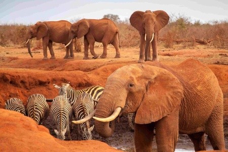 Safari v krajině červených slonů