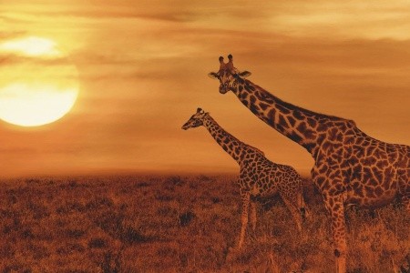 Ze Zanzibaru na safari + pobyt v Hotel Bahari Zanzibar